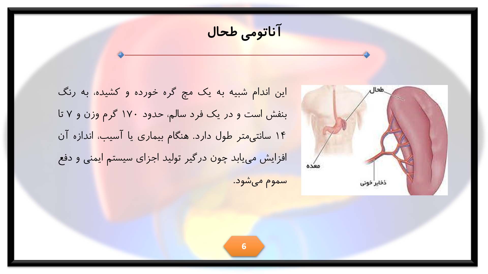 پاورپوینت در مورد طحال 